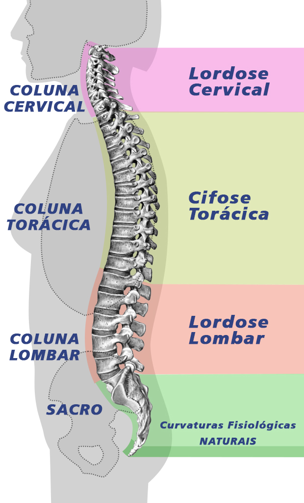 Diagrama Anatômico das 33 Vértebras da Coluna Vertebral Humana